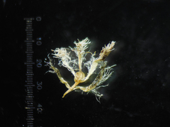 Eriocaulon breviscapum