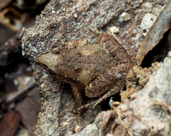 Microhyla mukhlesuri