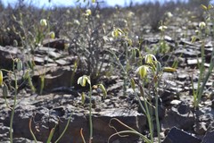 Albuca leucantha