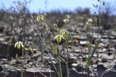 Albuca leucantha