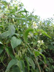 Clematis