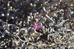 Mesembryanthemoideae