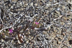 Mesembryanthemoideae