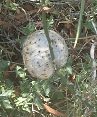 Asparagobius braunsi