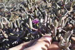 Mesembryanthemoideae