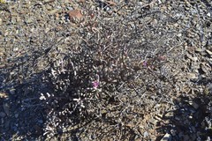 Mesembryanthemoideae