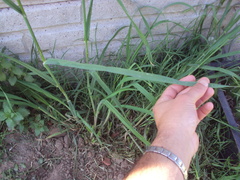 Bromus catharticus catharticus