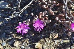 Mesembryanthemoideae