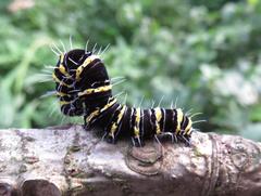 Egybolis vaillantina