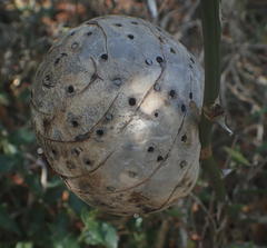 Asparagobius braunsi