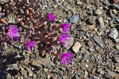 Mesembryanthemoideae