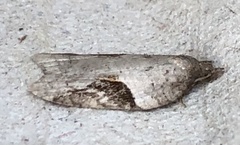 Acleris macdunnoughi