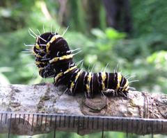 Egybolis vaillantina