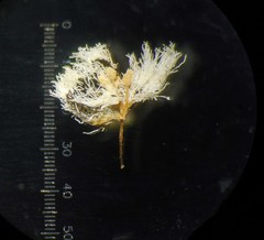 Eriocaulon breviscapum