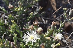 Mesembryanthemum brevicarpum