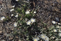 Mesembryanthemum brevicarpum