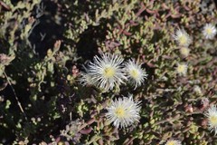 Mesembryanthemum brevicarpum