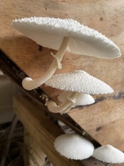 Leucocoprinus cretaceus image