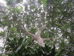 Ficus natalensis