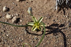 Albuca suaveolens