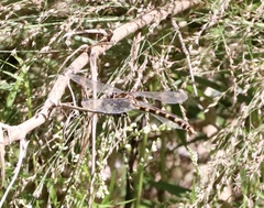 Phyllogomphoides stigmatus