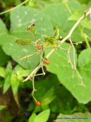 Capsicum annuum glabriusculum