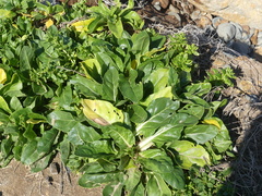 Beta vulgaris cicla