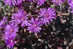 Lampranthus otzenianus