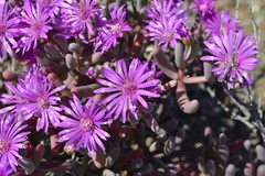 Lampranthus otzenianus