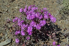 Lampranthus otzenianus