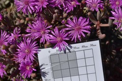 Lampranthus otzenianus