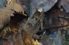 Sclerophrys camerunensis