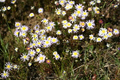 Felicia hyssopifolia