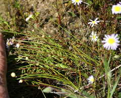 Felicia hyssopifolia