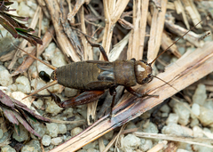 Teleogryllus derelictus