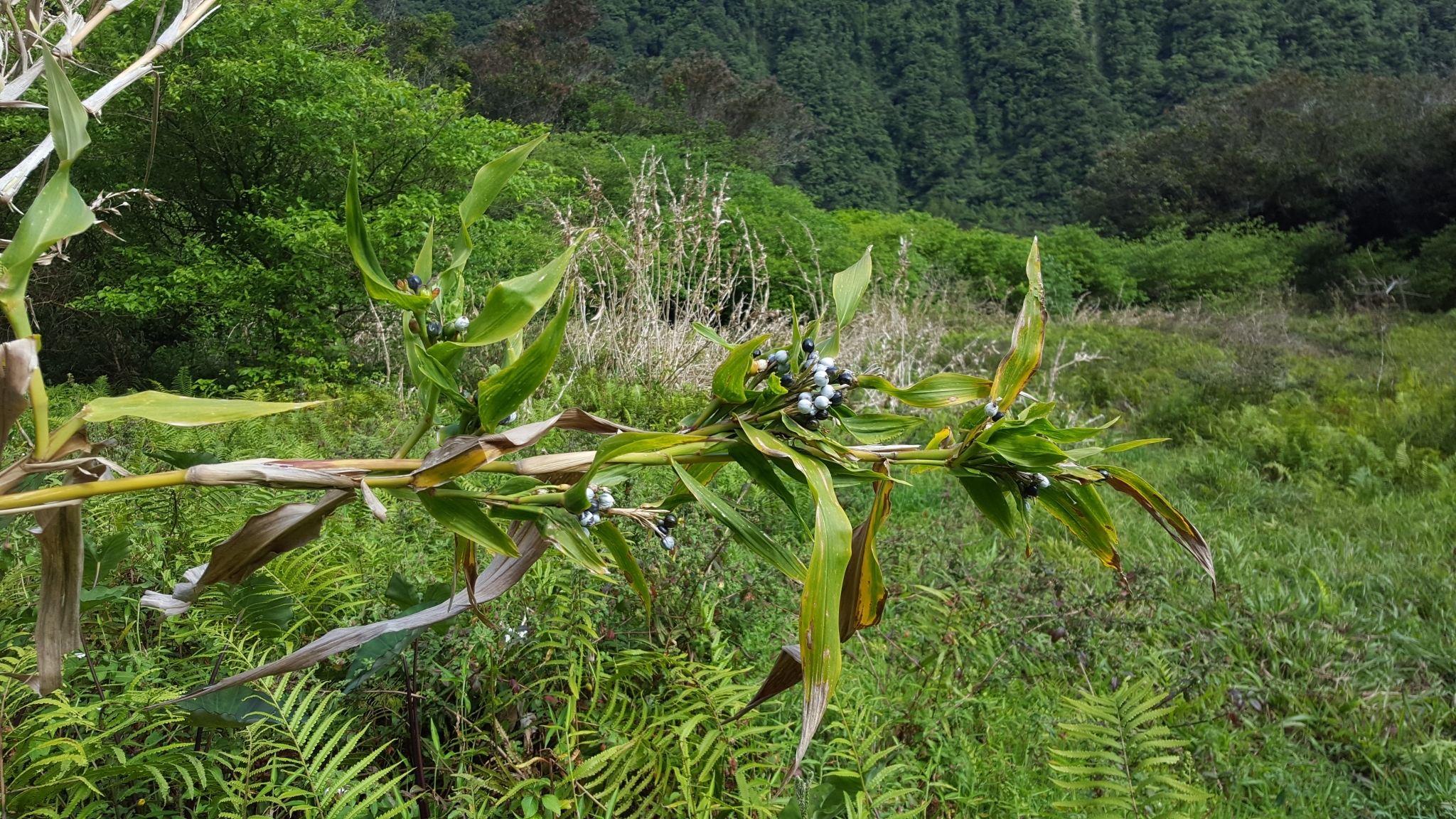 (c) François Rousseu, certains droits réservés (CC BY-NC) https://www.inaturalist.org/observations/95778016