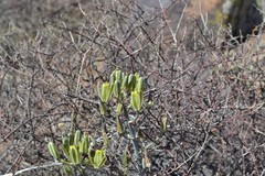 Albuca longipes