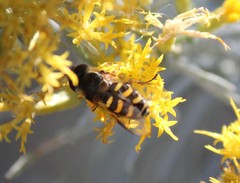 Lapposyrphus