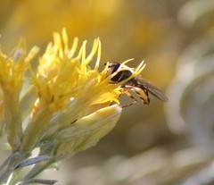 Lapposyrphus