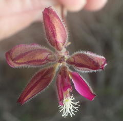 Polygala pubiflora