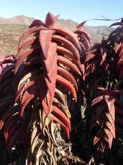 Aloe pearsonii
