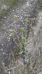 Hieracium virosum