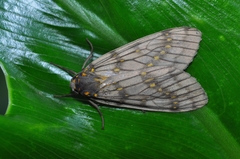 Machadoia xanthosticta