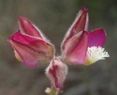 Polygala pubiflora