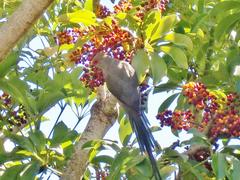 Urocolius indicus indicus