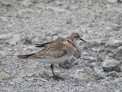 Calidris bairdii