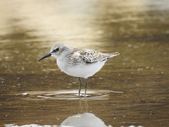 Calidris bairdii
