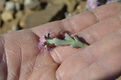 Ruschia grisea