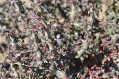 Monsonia salmoniflora