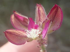 Polygala pubiflora